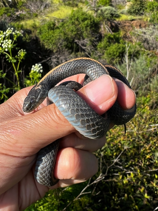 Santa Cruz Garter Snake